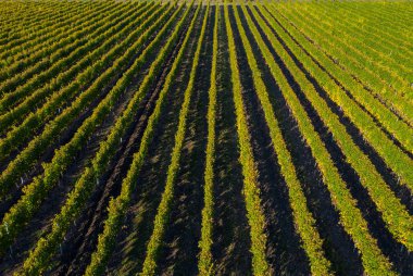 Hava dron görüntü sarı, geç öğleden sonra ışık bir bağ