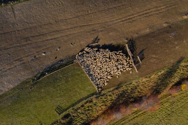 Hava dron görünümünü sheepfold dağlarda koyun