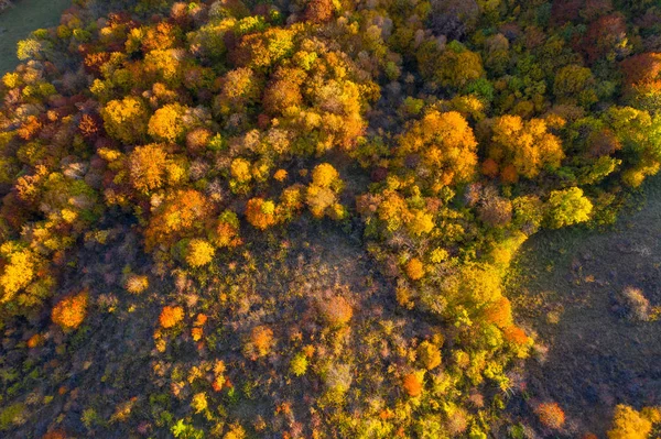 Vista Aérea Floresta Outono Colorida Drone — Fotografia de Stock