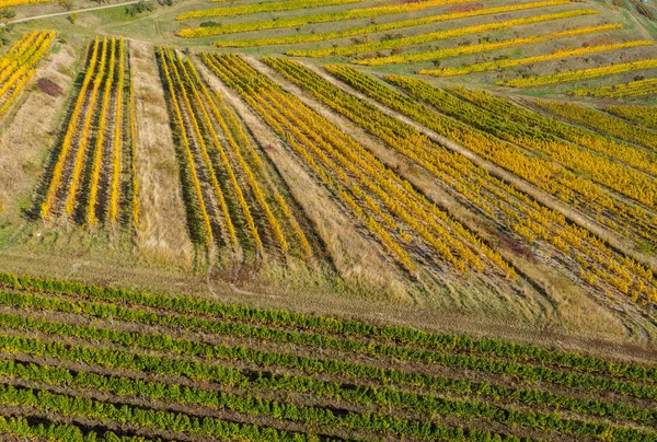 Drohnenbild Eines Weinbergs Gelben Späten Nachmittagslichtern — Stockfoto