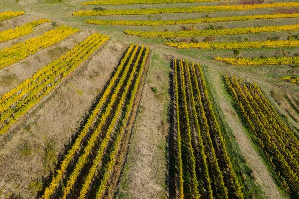 Imagem Drone Aéreo Uma Vinha Amarelo Luzes Final Tarde — Fotografia de Stock