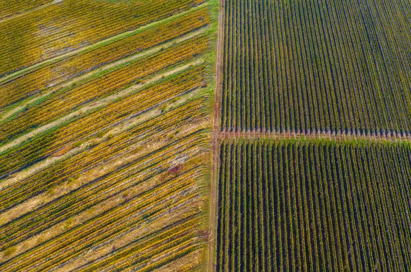 Воздушный Беспилотный Снимок Виноградника Желтом Свете Позднего Полудня — стоковое фото