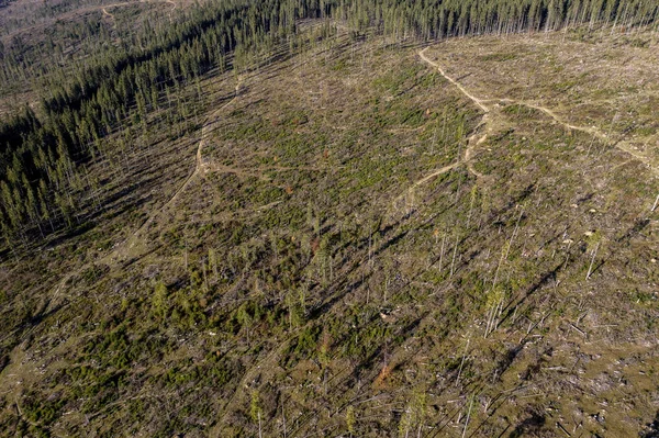 ルーマニア産業森林伐採地の空撮 ドローンから上記の森林が破壊されて — ストック写真