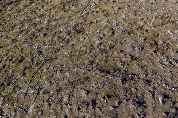 Endüstriyel Ormansızlaşma Alan Romanya Hava Görünümünü Bir Dron Yukarıda Orman — Stok fotoğraf