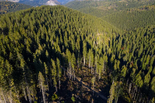 Vue Aérienne Une Forêt Pins Par Drone Transylvanie Roumanie — Photo