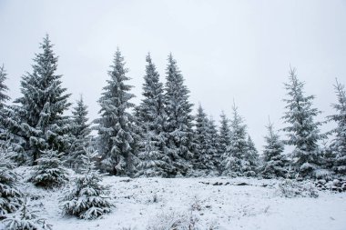 Dağlardaki kış ağaçları taze karla kaplıdır.
