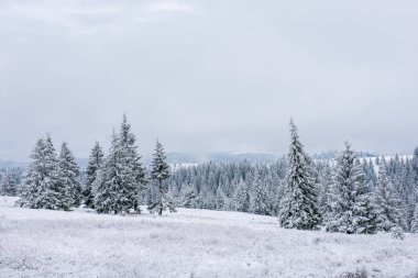 Karla kaplı çam ve köknar ağaçlarıyla kışın manzarası. Noel konsepti