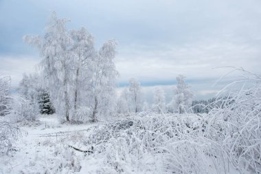 Kış ağaçlar hoarfrost, in rime'ı ve kar ile kaplı