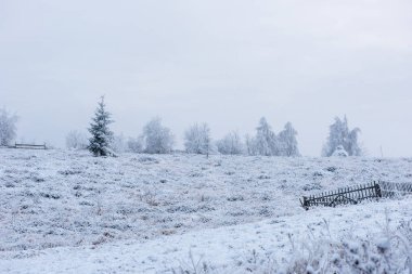 Donmuş Ağaçlar dağlarda kar kaplı. Noel zamanı, kış tatil kavramı
