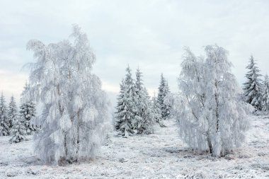 Kış ağaçlar hoarfrost, in rime'ı ve kar ile kaplı