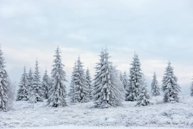 Noel ağaçları peri kış manzarası kar ile kaplı