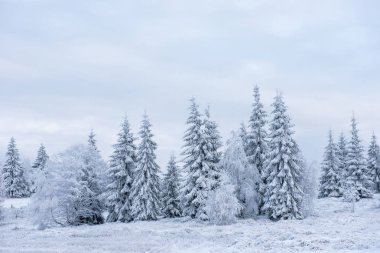 Donmuş Ağaçlar dağlarda kar kaplı. Noel zamanı, kış tatil kavramı