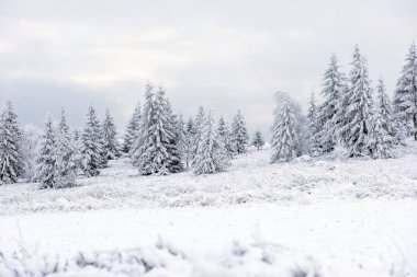 Donmuş Ağaçlar dağlarda kar kaplı. Noel zamanı, kış tatil kavramı