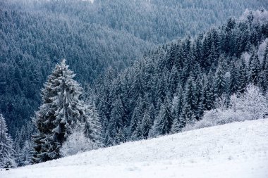 Kış harikalar diyarı, çam ağaçları taze karla kaplı.
