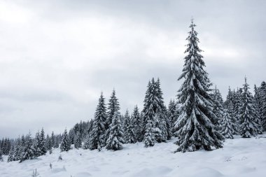 Köknar ağaçlarıyla dolu peri kışı manzarası. Dağlarda karlı ormanlarla dolu bir geçmişimiz var.