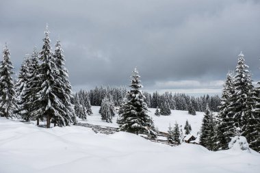 Ağaçlarda kar olan güzel kış manzarası