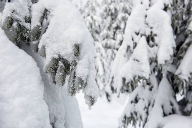 Dağlardaki kış ağaçları taze karla kaplıdır.