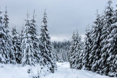 Dağlardaki kış ağaçları taze karla kaplıdır.