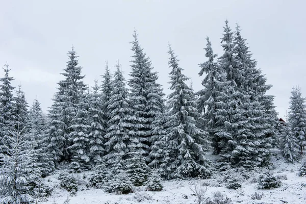 Schöne Winterlandschaft Mit Schnee Auf Den Bäumen — Stockfoto