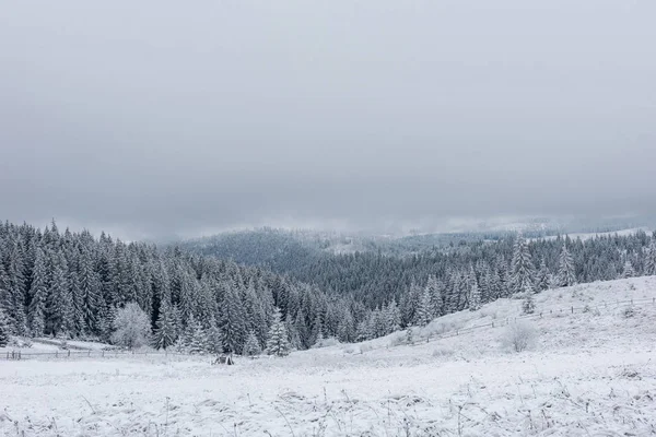 Зимние Деревья Горах Покрытые Свежим Снегом — стоковое фото