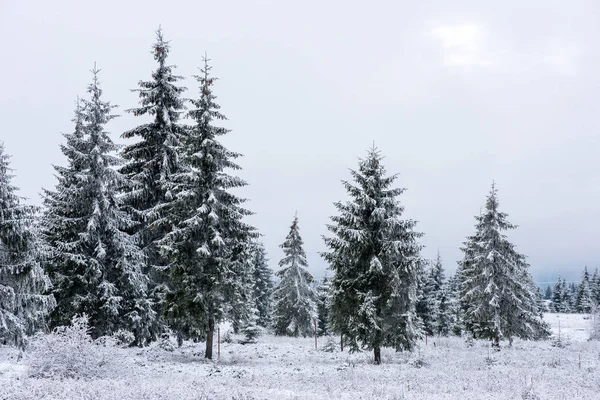 Märchenhafte Winterlandschaft Mit Schneebedeckten Weihnachtsbäumen — Stockfoto