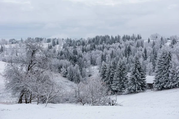 Jedle Pokryté Sněhem Chrastí Horách — Stock fotografie