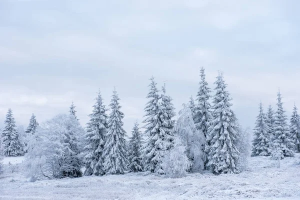 Donmuş Ağaçlar Dağlarda Kar Kaplı Noel Zamanı Kış Tatil Kavramı — Stok fotoğraf