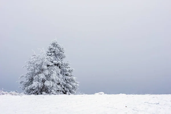 Paisagem Inverno Com Pinheiros Cobertos Neve Abetos Conceito Natal — Fotografia de Stock