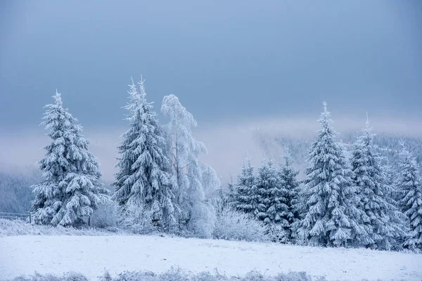 Abeto Cubierto Nieve Heladas Las Montañas — Foto de Stock