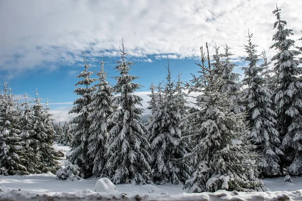 Fantastiskt Vinterlandskap Med Snötäckta Granskogar — Stockfoto