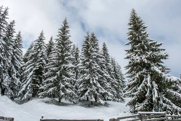 クリスマスの背景 冬の風光明媚な雪に覆われた森 — ストック写真