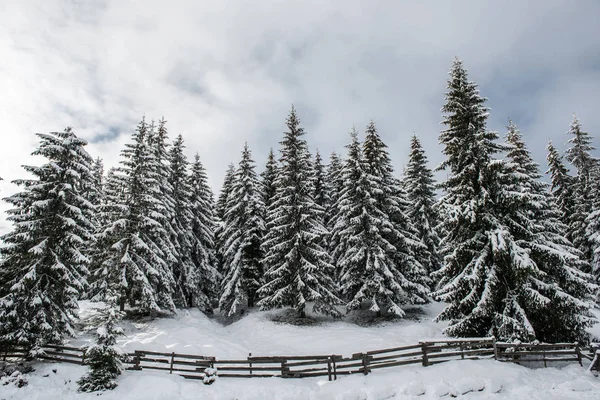 Paisagem Inverno Com Abetos Cobertos Neve Conceito Cartão Postal Natal — Fotografia de Stock