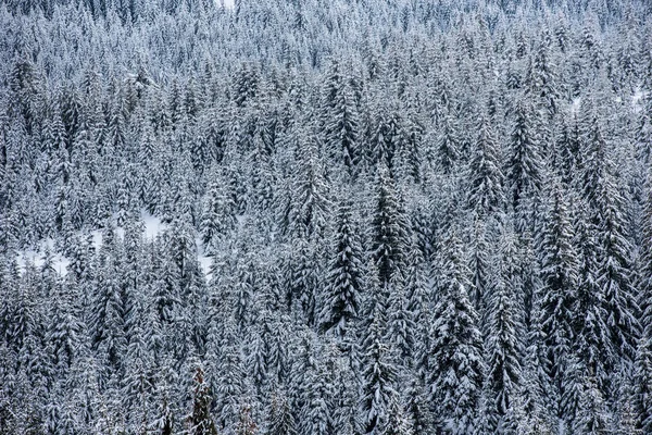 Yılbaşı Yeni Yıl Arkaplanı Dağlardaki Kış Ağaçları Karla Kaplı — Stok fotoğraf