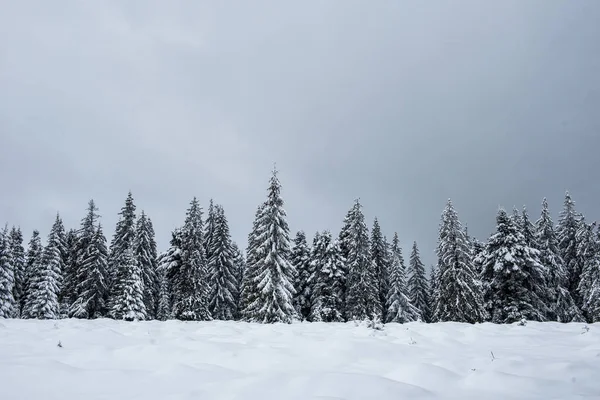 美丽的冬季风景 雪覆杉树林 — 图库照片