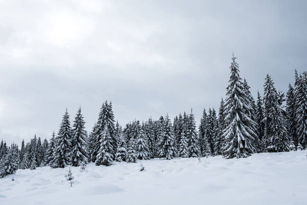 Сказочный зимний пейзаж с елками. Рождественский фон с снежным лесом в горах