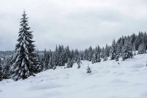 Boże Narodzenie Nowy Rok Tło Drzewami Zimowymi Górach Pokryte Śniegiem — Zdjęcie stockowe