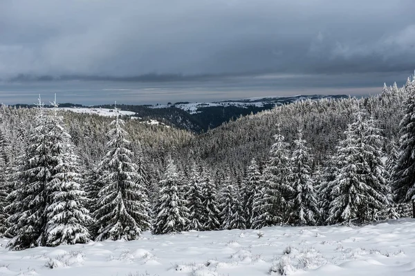 Prachtig Winterlandschap Met Sneeuw Bomen — Stockfoto