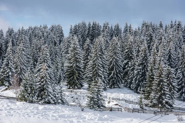 Winterwunderland Fichtenwald Mit Neuschnee Bedeckt — Stockfoto