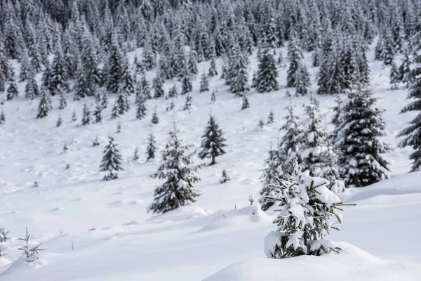 Árboles Cubiertos Heladas Nieve Las Montañas — Foto de Stock