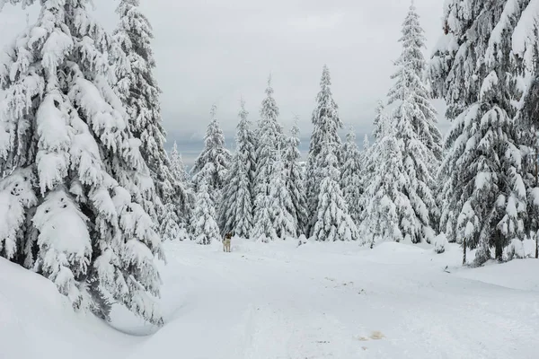 Maravilla Invernal Bosque Abetos Cubierto Nieve Fresca — Foto de Stock