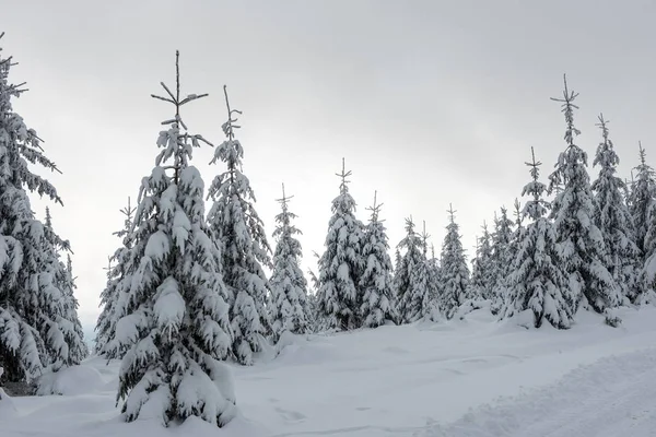 クリスマスの背景 冬の風光明媚な雪に覆われた森 — ストック写真
