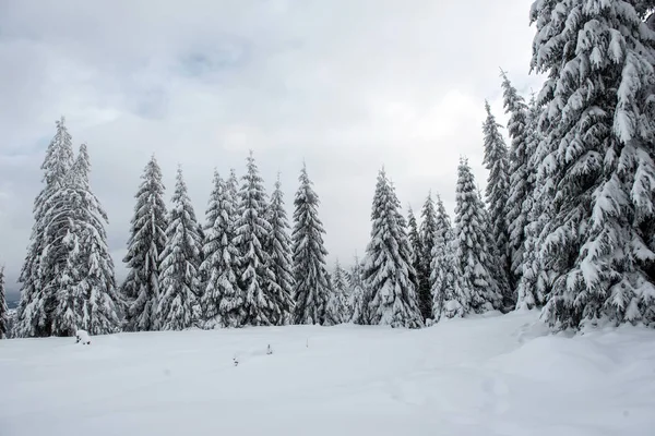 Winterbomen Bergen Bedekt Met Verse Sneeuw — Stockfoto