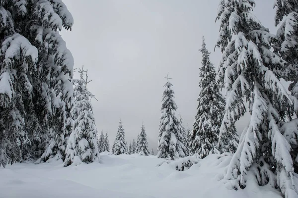 Bela Paisagem Inverno Com Neve Nas Árvores — Fotografia de Stock