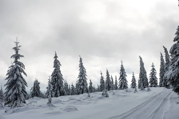 Sfondo Natalizio Con Abeti Innevati Incredibile Paesaggio Invernale — Foto Stock