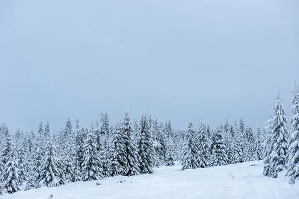 Kerstmis Achtergrond Met Besneeuwde Sparren Geweldige Winterlandschap — Stockfoto