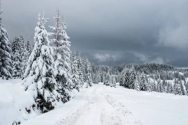 Pohádková Zimní Krajina Jedlemi Vánoční Pozdravy Pozadí Zasněženým Lesem Horách — Stock fotografie