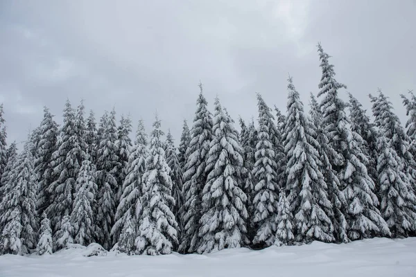 Fairy winter landscape with fir trees. Christmas greetings background with snowy forest in the mountains