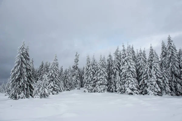 Märchenhafte Winterlandschaft Mit Tannen Weihnachtsgrüße Hintergrund Mit Verschneitem Wald Den — Stockfoto