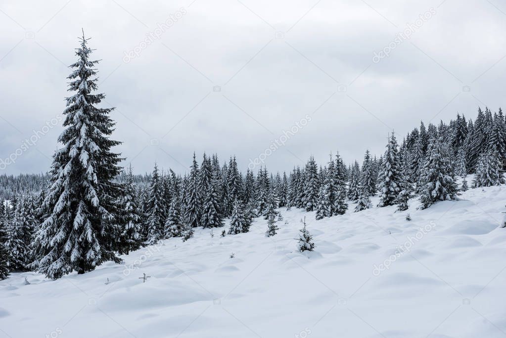 Christmas and New Year background with winter trees in the mountains covered with snow