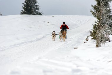 Belis, Romanya - 17 Şubat 2018: Transilvanya dağlarda husky köpekleri ile ortak köpek kızağı yarış Show'da yarış ezme
